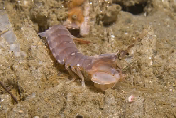 Представитель Семейства Parasquillidae